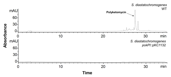 HPLC chromatogram showing polyketomycin production in S. diastatochromogenes strains over time.