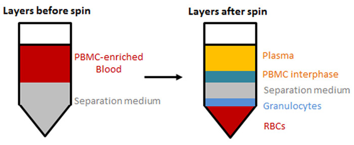 figure-results-1 PBMC fractionation diagram before and after centrifugation, showing blood layer separation.