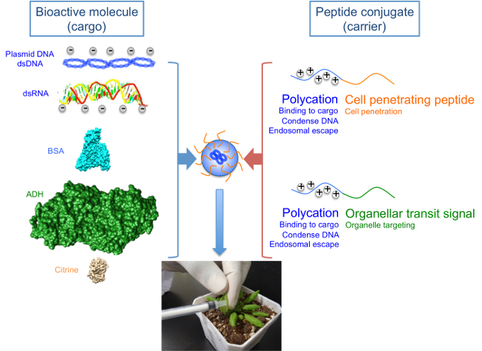 figure-results-1 Bioactive molecule delivery using peptide conjugates; molecular diagram; plant uptake experiment.