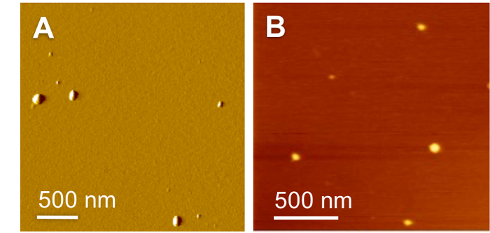 figure-results-2 Atomic force microscopy images comparing surface topography of two samples, scale 500 nm.