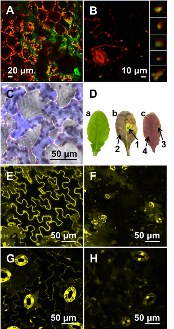 figure-results-3 Immunofluorescence microscopy of leaf cells; cell wall and guard cells visualization, 20-50μm scale.