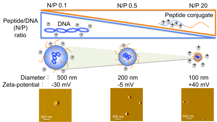figure-results-4 Peptide/DNA nanocomplex formation diagram showing N/P ratio impact on size and zeta potential.