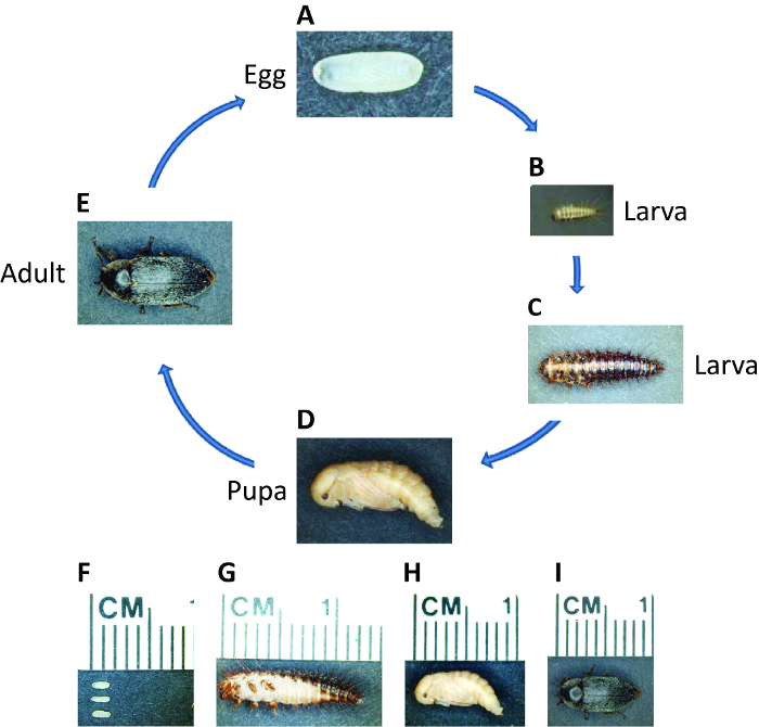 figure-introduction-1 figure-introduction-1