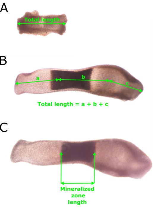 Bone growth analysis, formula: total length = a+b+c, mineralized zone, microscopy diagram.