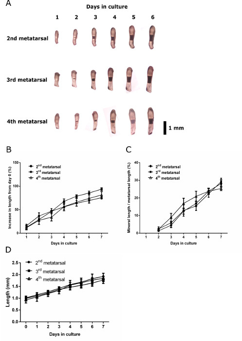 Metatarsal bone growth over 6 days; graphs show day-wise length increase and metric length change.