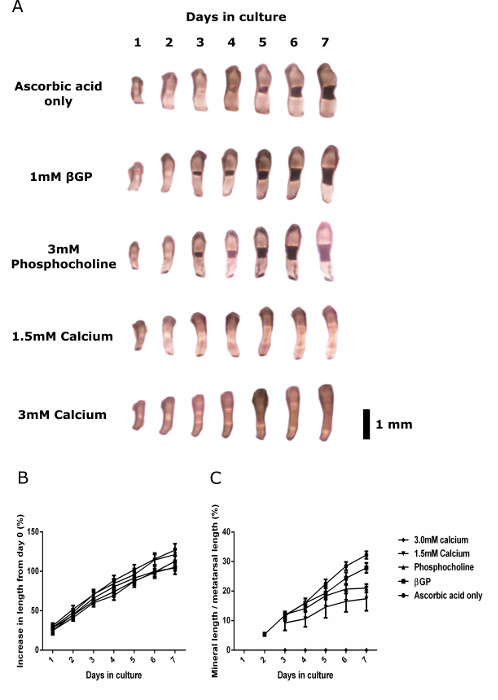 Bone growth comparison in culture; mineralization effects; progression chart; experimental assay results.