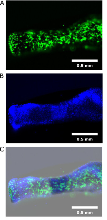 Fluorescence microscopy images of microstructure showing green and blue-stained cells, scale 0.5 mm.