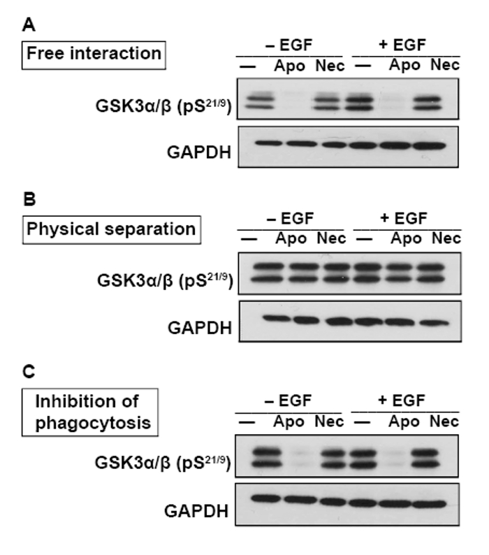 Western blot analysis of GSK3α/β activation; effects of EGF and phagocytosis in protein detection.