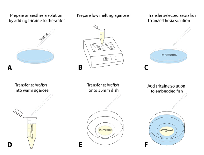 Zebrafish anesthesia process; diagram with tricaine, agarose prep, and embedding steps in 6 panels.