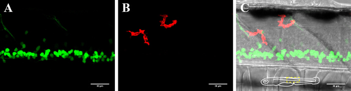 Fluorescence microscopy images showing cell structures, highlighting protein localization in green and red.