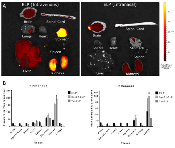 ELP biodistribution in tissues; fluorescence imaging; intravenous vs. intranasal delivery; bar graph.