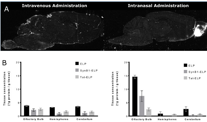Drug delivery comparison, brain imaging and bar graph of tissue concentration via intravenous vs intranasal.