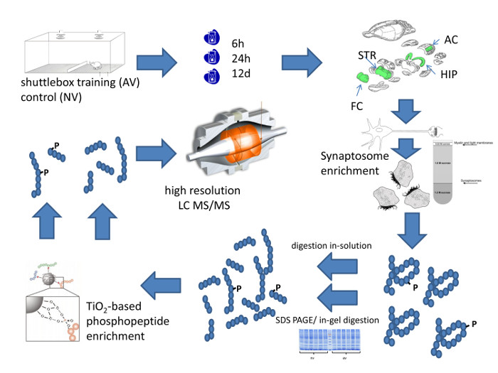 figure-results-1 Shuttlebox training procedure diagram with LC MS/MS analysis and TiO₂ phosphopeptide enrichment.