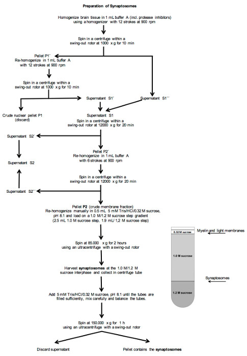 figure-results-3 Synaptosome preparation diagram with centrifugation, sucrose gradient, myelin, crude membrane fraction.