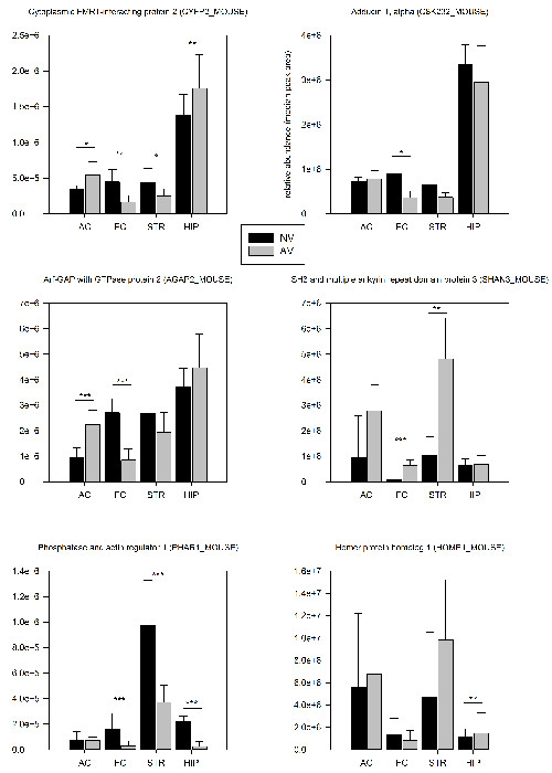 figure-results-4 Bar graphs comparing protein expressions in mouse brain regions; NV and AV conditions analyzed.