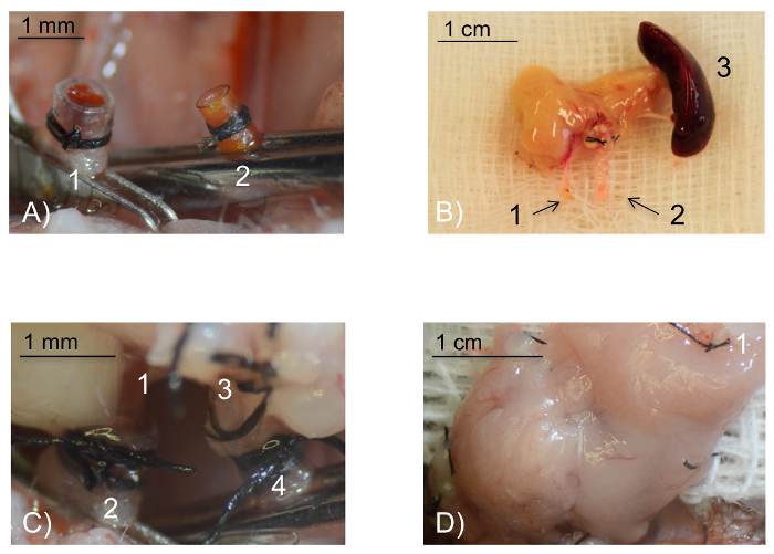 Microsurgical procedure images showing detailed vascular anastomosis techniques in biological tissues.