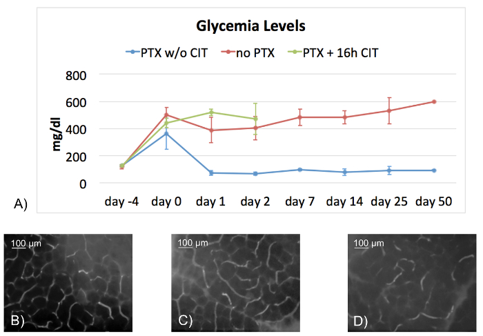 Glycemia levels line graph with PTX treatments; microscopy images at 100 μm scale; experimental result.