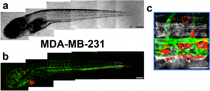 斑马鱼癌症模型；共聚焦成像显示MDA-MB-231细胞；肿瘤侵袭分析。