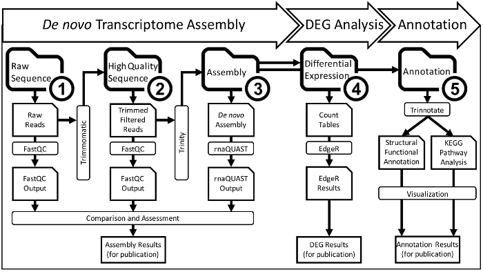 figure-protocol-2