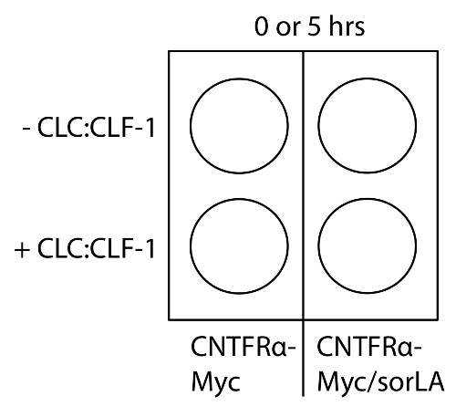 Experimental diagram of CNTFRα-Myc receptor activation with CLC:CLF-1 over 5 hours.