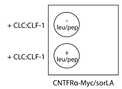 static equilibrium diagram; CLC:CLF-1 effect with or without leucine/peptone on CNTFRa-Myc/sorLA