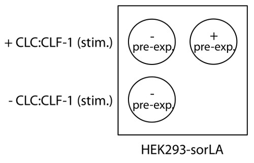 HEK293-sorLA experiment diagram, CLC:CLF-1 stimulation effect on pre-exp cells.