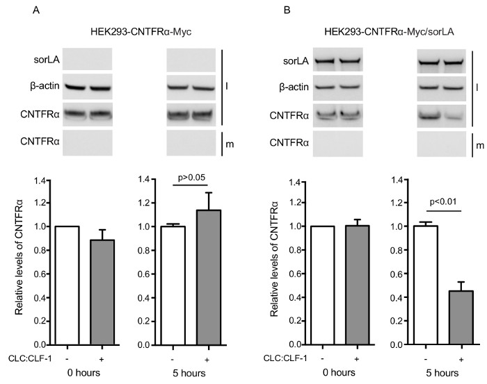 Western blot analysis of HEK293 cells; CNTRFα levels; sorLA, β-actin markers; bar graph results.