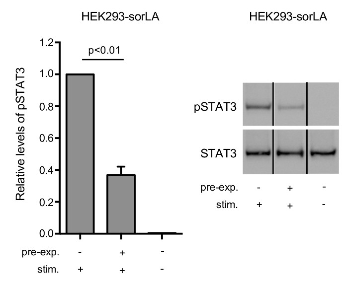 HEK293-sorLA experiment; pSTAT3 levels; bar graph, Western blot results; statistical significance.