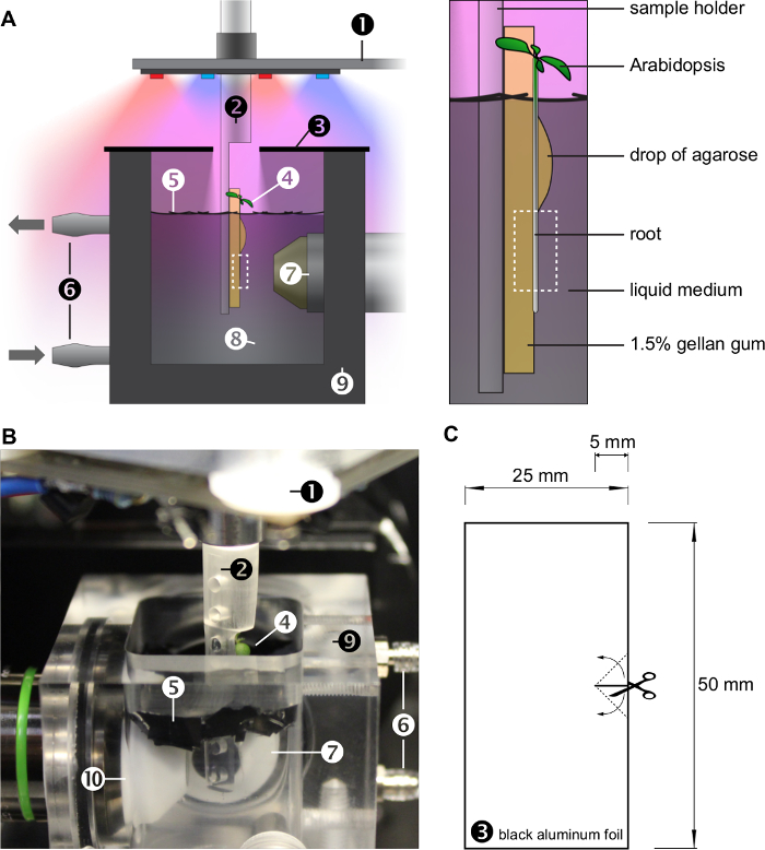 figure-results-1 Arabidopsis optical experiment setup diagram, showing root hydration and light exposure analysis.