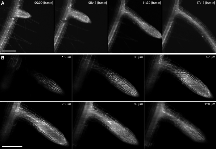 figure-results-4 Time-lapse plant root growth, microscopy images showing cell expansion over hours and micrometer scales.