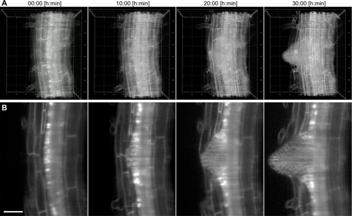 figure-results-5 Time-lapse microscopy, root cell expansion over 30 hours, fluorescence imaging, cellular growth study.