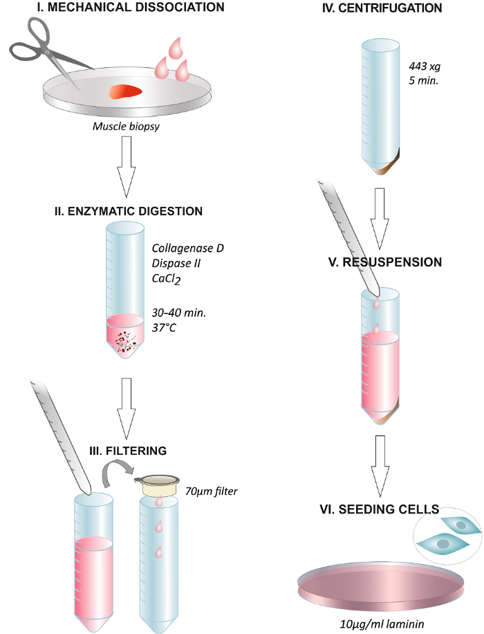 Muscle biopsy cell isolation diagram with mechanical dissociation, enzymatic digestion, centrifugation.