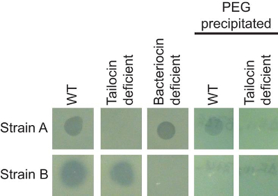 figure-results-1 Bacterial growth assay chart, PEG precipitation effect on strains, showing tailocin and bacteriocin impact.