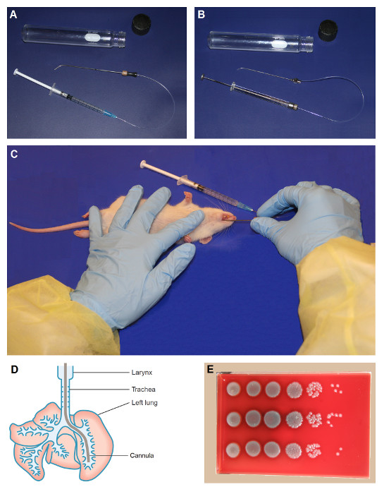 Syringe injection in rat; trachea cannulation; respiratory anatomy diagram; bacterial growth plate.