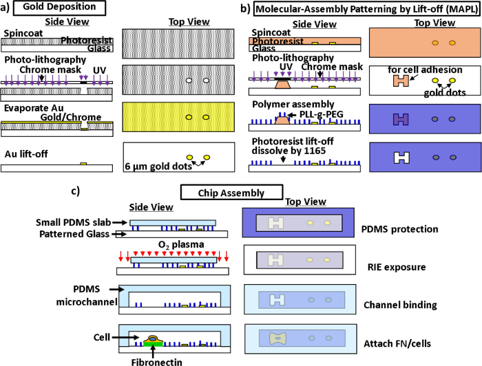 Gold deposition and MAPL process diagram; steps include photolithography, polymer assembly, PDMS binding.
