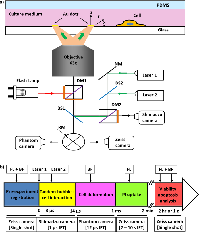Optical setup for cell interaction with Au dots; includes lasers, objective, cameras; cell analysis diagram.