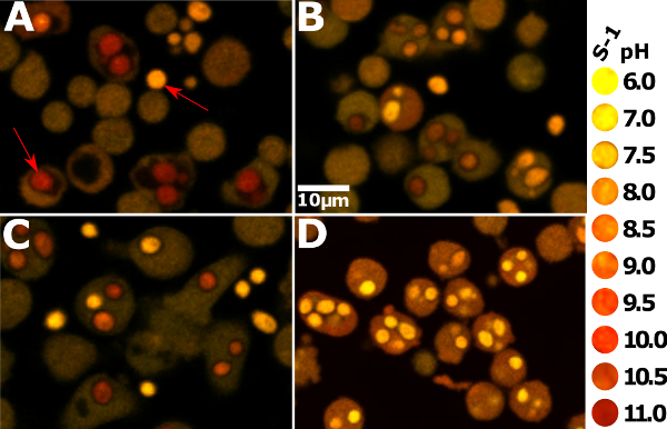 Fluorescence microscopy image showing pH-sensitive cellular response with color scale, 10μm scale bar.
