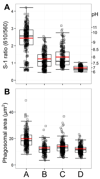 Phagosomal area analysis; S-1 ratio vs. pH, box plot chart; cellular pH measurements.