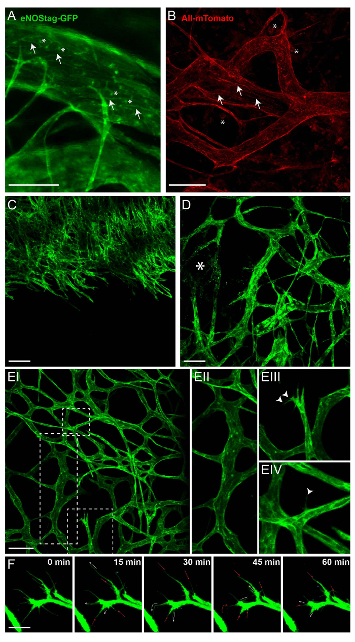 Confocal microscopy images of eNOS and mTomato in vascular structures, highlighting cellular organization.