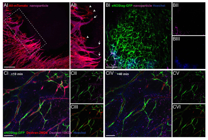 Fluorescence microscopy of nanoparticles in cells; GFP, Hoechst, eNOStag, mTomato assays shown.