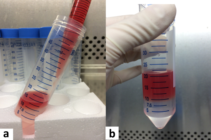 Centrifugation process in test tubes, sediment visualization, lab centrifuge technique, separation.