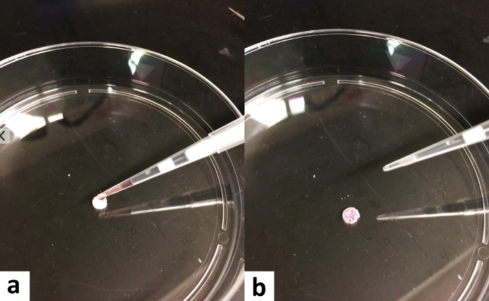 Petri dish experiment with a pipette, sample application process, step-by-step biological method.