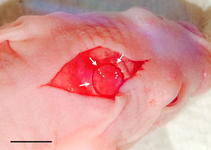 Rat cornea incision with implanted contact lens; surgical experiment; ocular research.