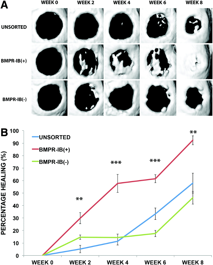 Bone healing progression; BMPR-IB(+/-) imaging and healing percentages; chart and diagram.