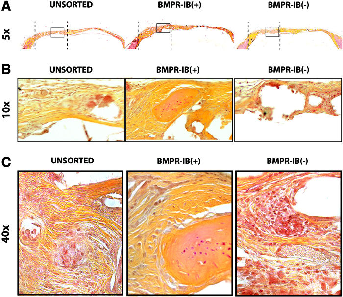 Histological analysis; microscope images of tibia tissues at 5x, 10x, 40x magnifications.
