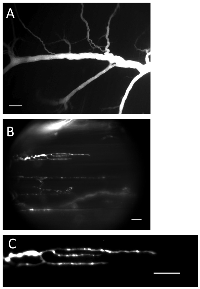 figure-protocol-1 Neural network microscopy images; magnified neural dendrites, fluorescent labeling, cellular structure.