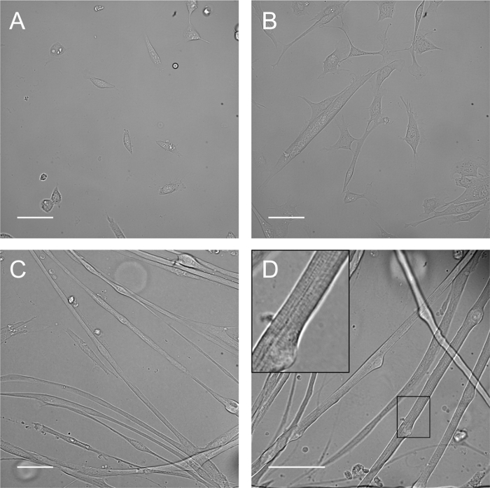 figure-results-1 Microscopy image of cell morphology and structure; cell differentiation process; microscope analysis.