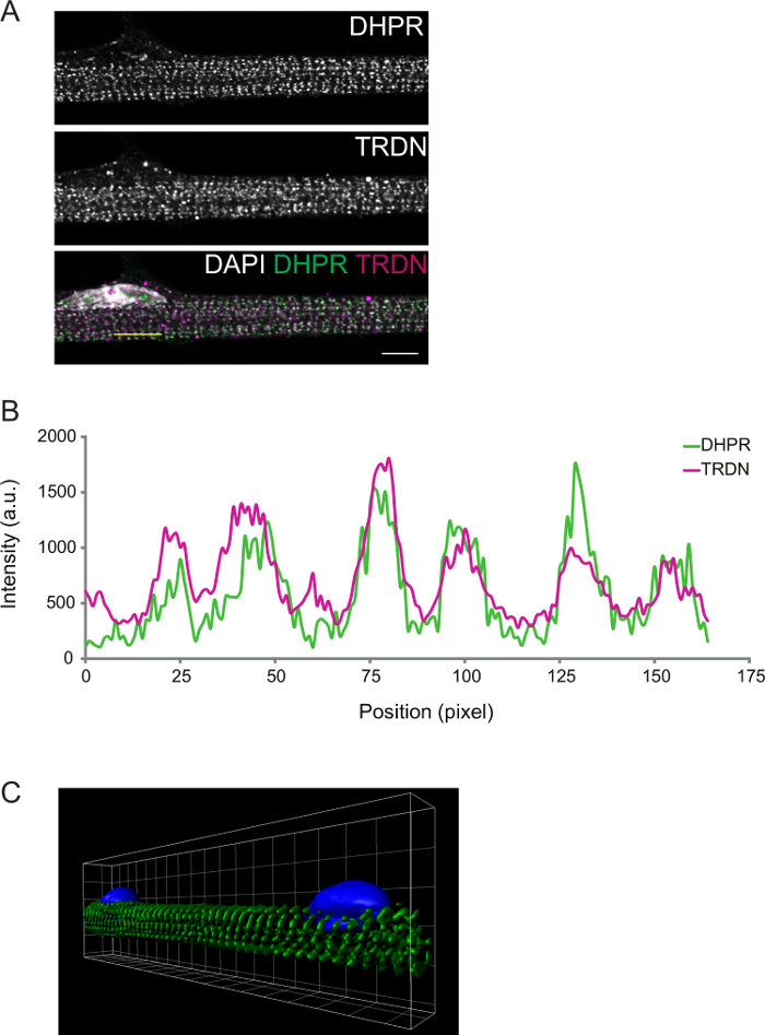 figure-results-2 Fluorescence microscopy, protein localization DHPR TRDN, intensity graph, 3D cell structure diagram.