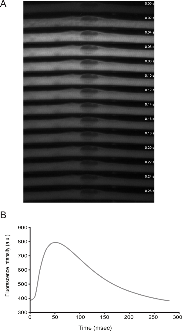 figure-results-3 Static equilibrium diagram and fluorescence intensity graph; fluorescence analysis over time.