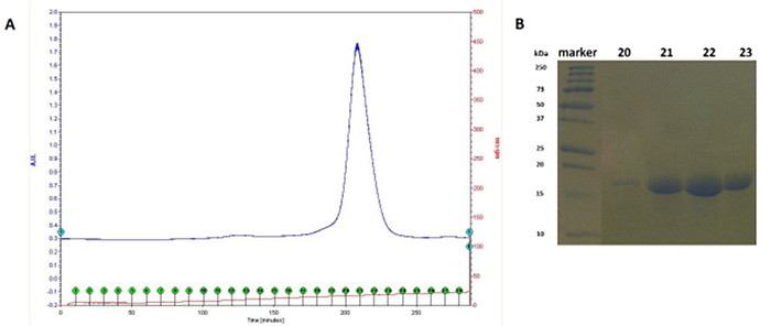 figure-protocol-3 SEC chromatogram and SDS-PAGE gel result for protein purification analysis, showing elution profile.